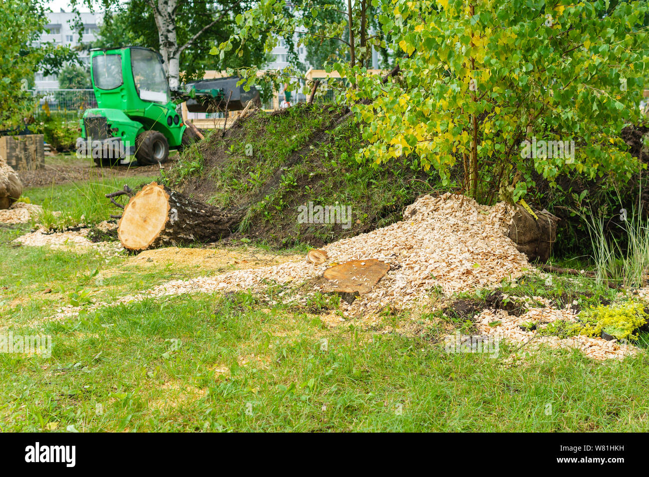 Restauro di opere del paesaggio dopo un forte vento, in primo piano il moncone di un albero caduto Foto Stock