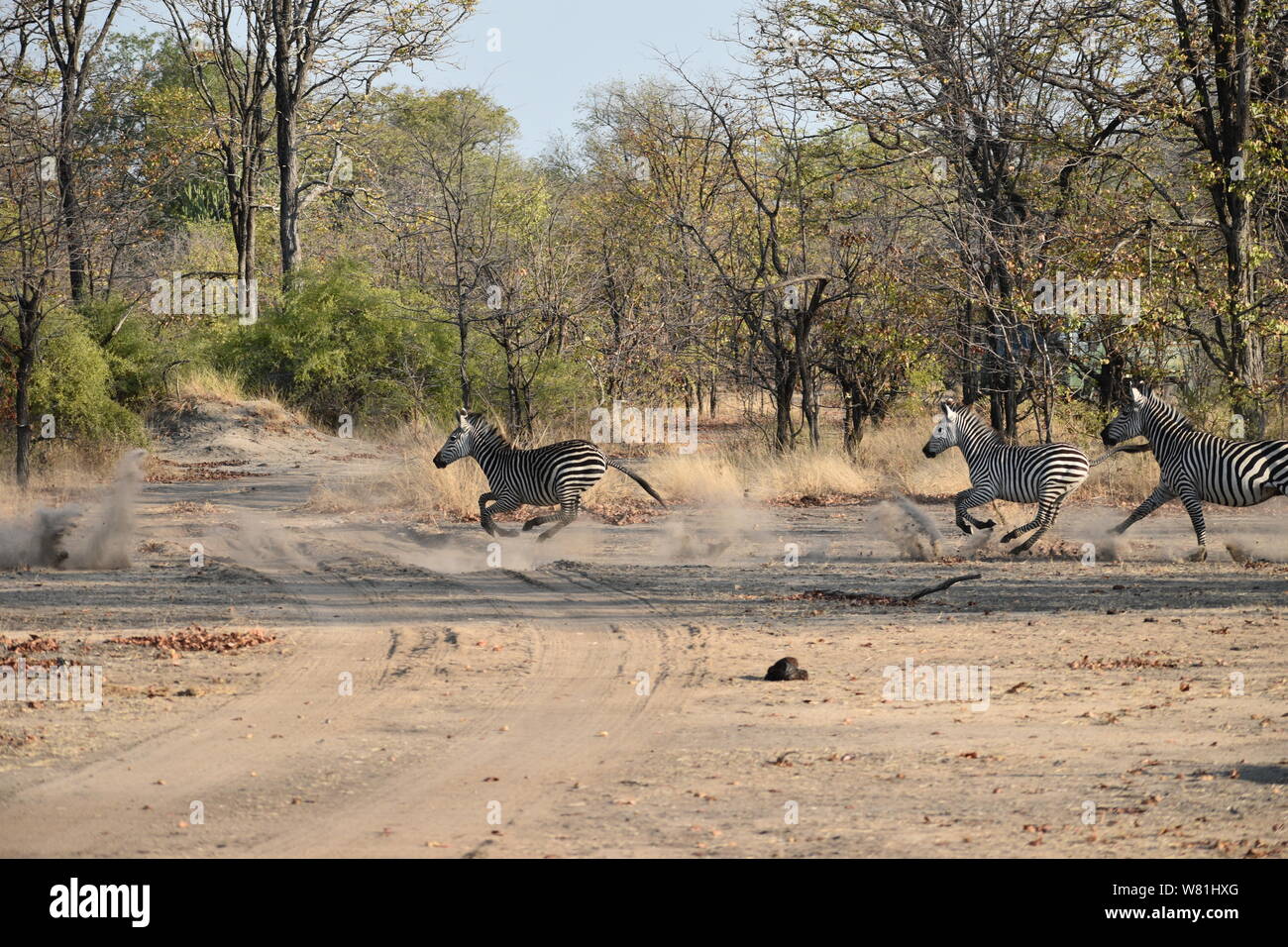 Zebra (Equus quagga) incontrati in safari Liwonde National Park, Malawi in Africa australe. Foto Stock