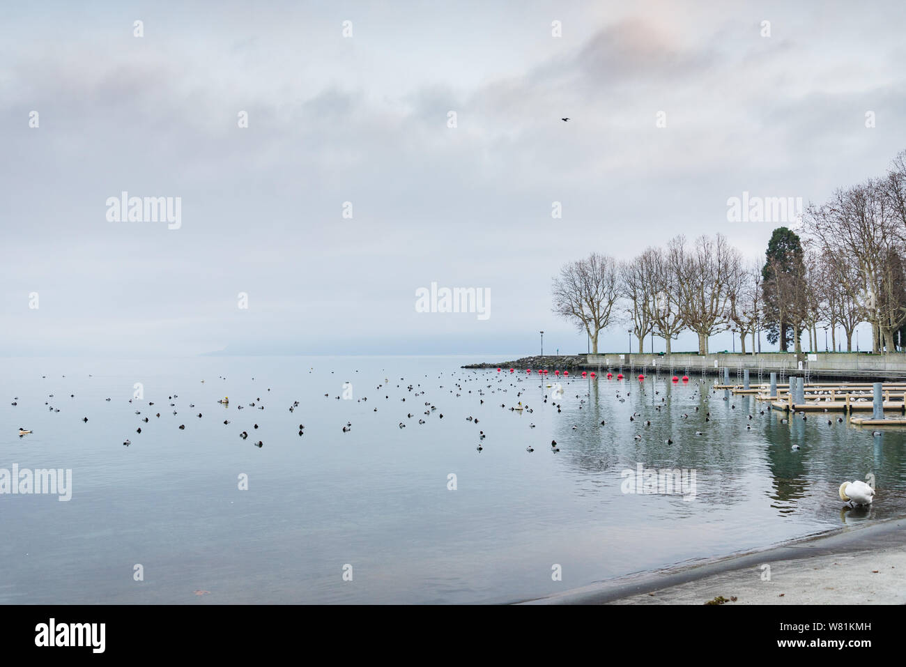 Splendido e tranquillo drammatico scenario colorato di Misty e nuvoloso sul lago di Ginevra con nuoto bird e Swan, waterside e pier senza persone. Foto Stock