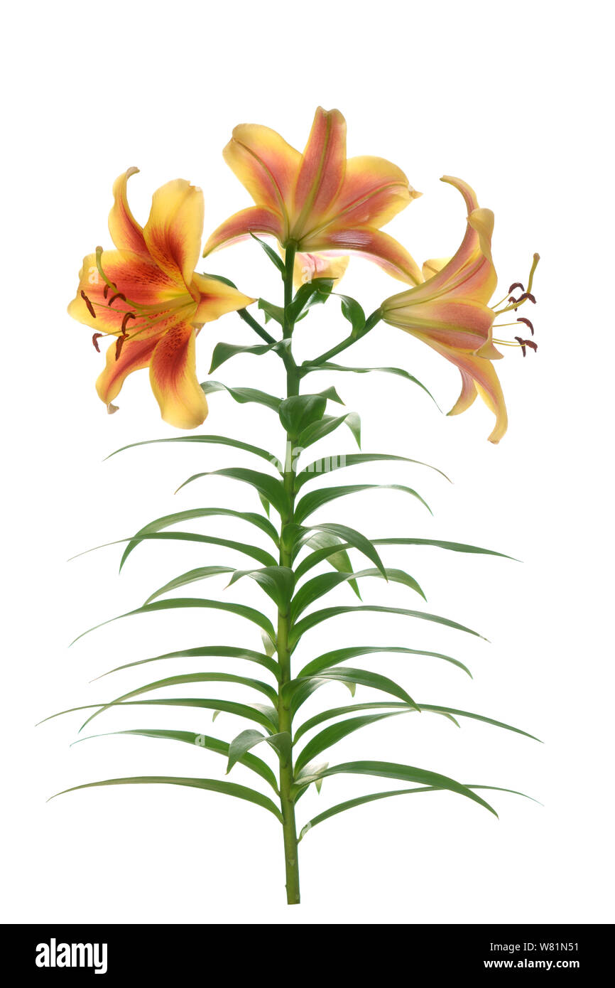 Un ramo giglio con tre fiori isolati su bianco Foto Stock