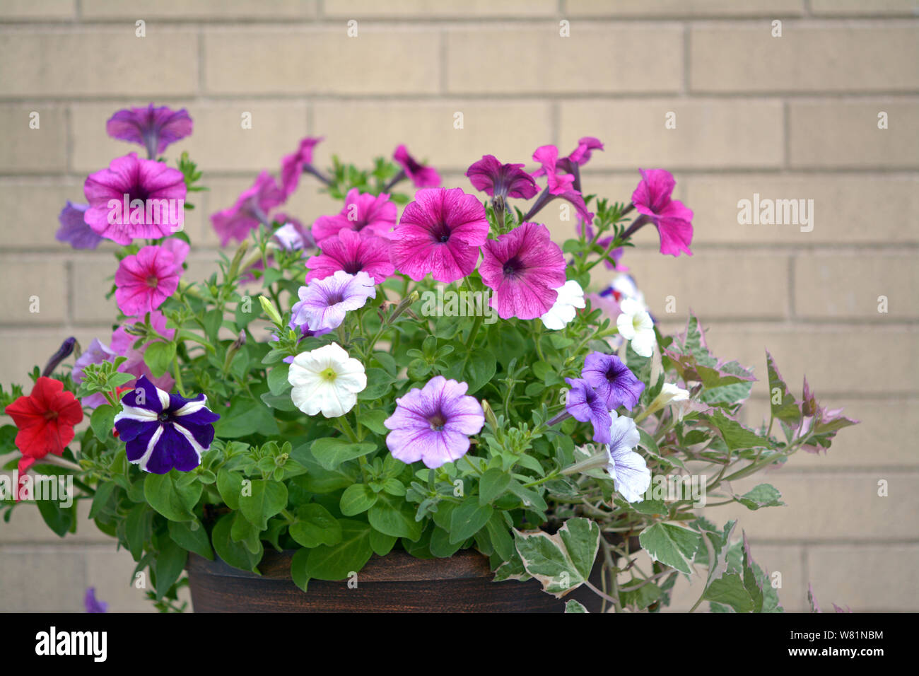 Colorati fiori di petunia contro il muro di mattoni Foto Stock