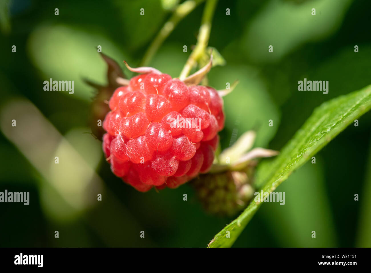 Un singolo lampone cresce su una pianta getting mature per prelevare e mangiare Foto Stock