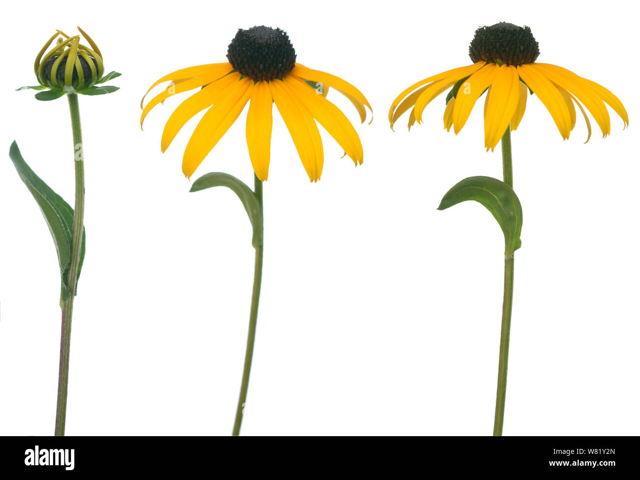 Black Eyed susan isolare su sfondo bianco Foto Stock