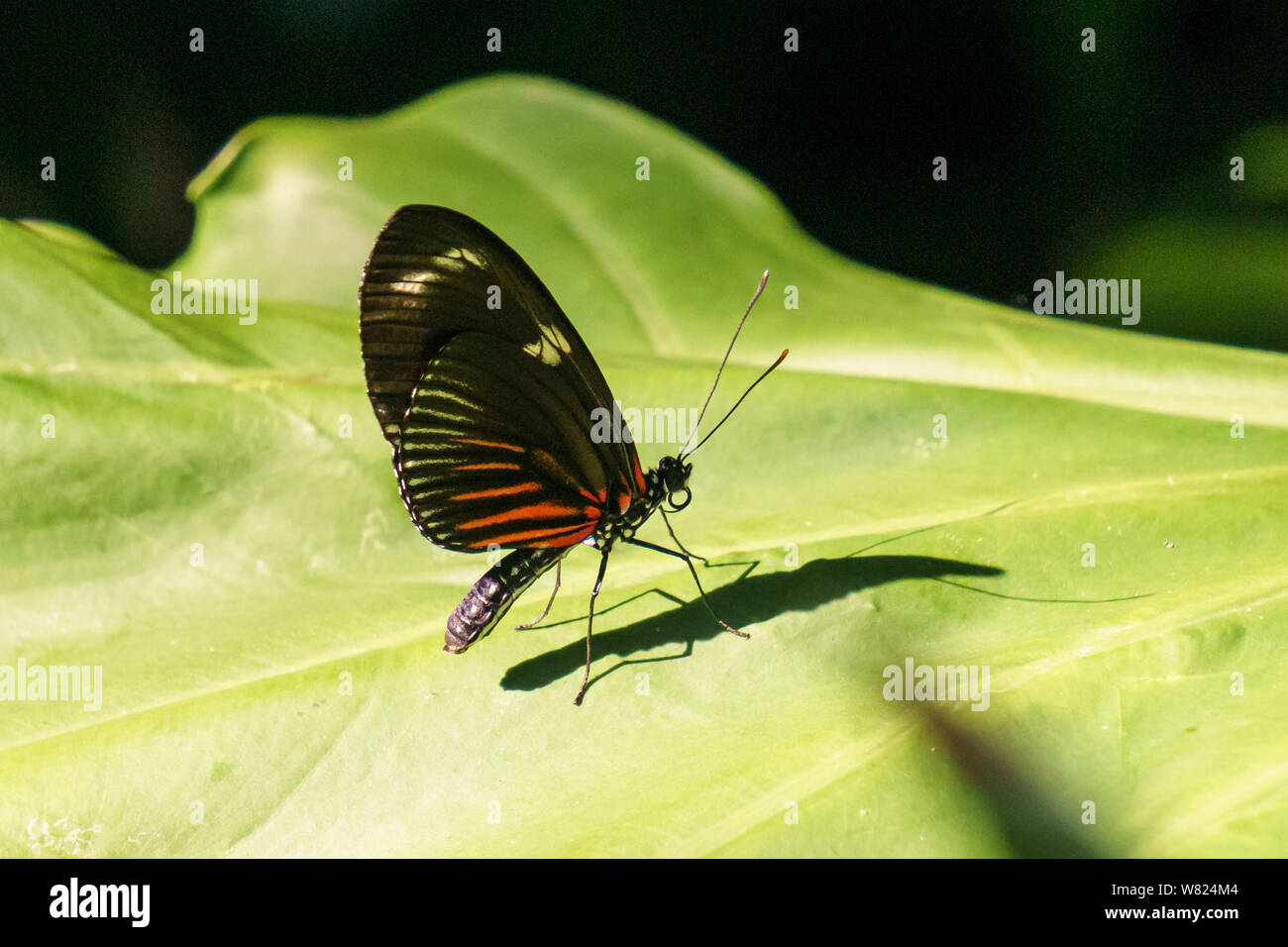 bella piccola farfalla con ali colorate su foglia verde. Foto Stock