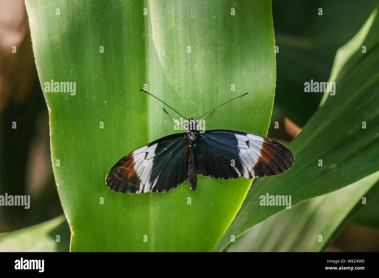 bella piccola farfalla con ali colorate su foglia verde. Foto Stock