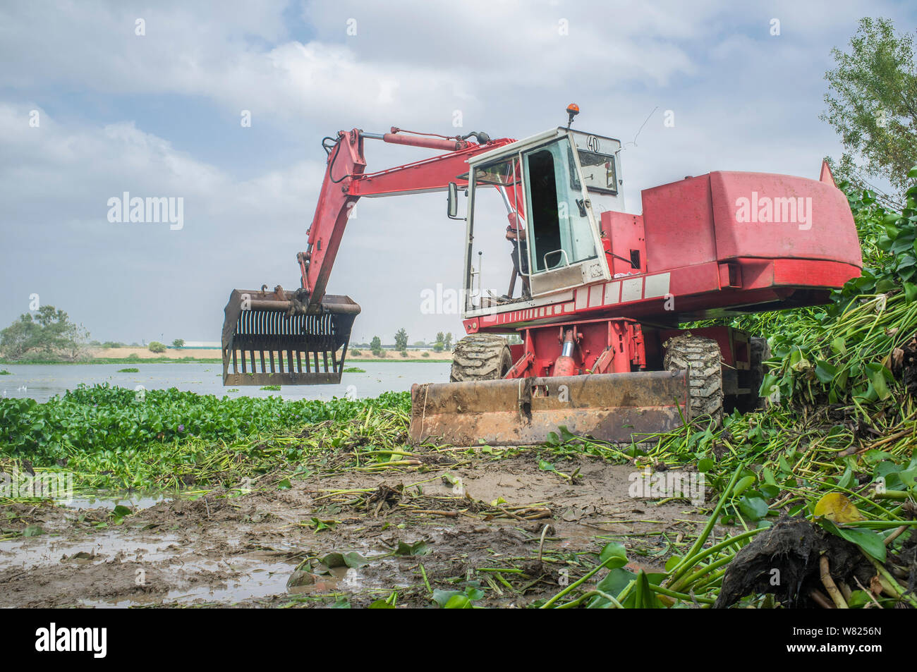 Macchinari pesanti rimozione giacinto di acqua dal fiume. Altamente invasiva problematico specie aliene (IAS) al fiume Guadiana, Badajoz, Spagna Foto Stock