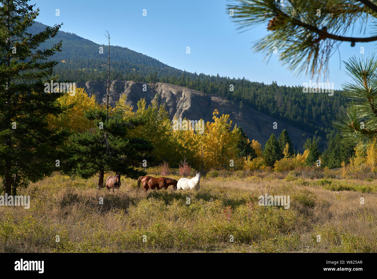 Nicola Valle pascolo cavalli British Columbia. Cavallo al pascolo nella valle di Nicola della Columbia Britannica. Foto Stock