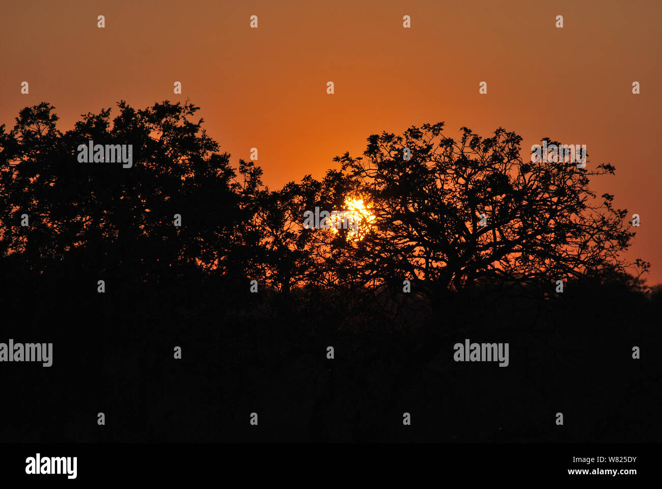 Sequenza di immagini di un tramonto dallo stesso punto di vista nella Kapama, Sud Africa Foto Stock