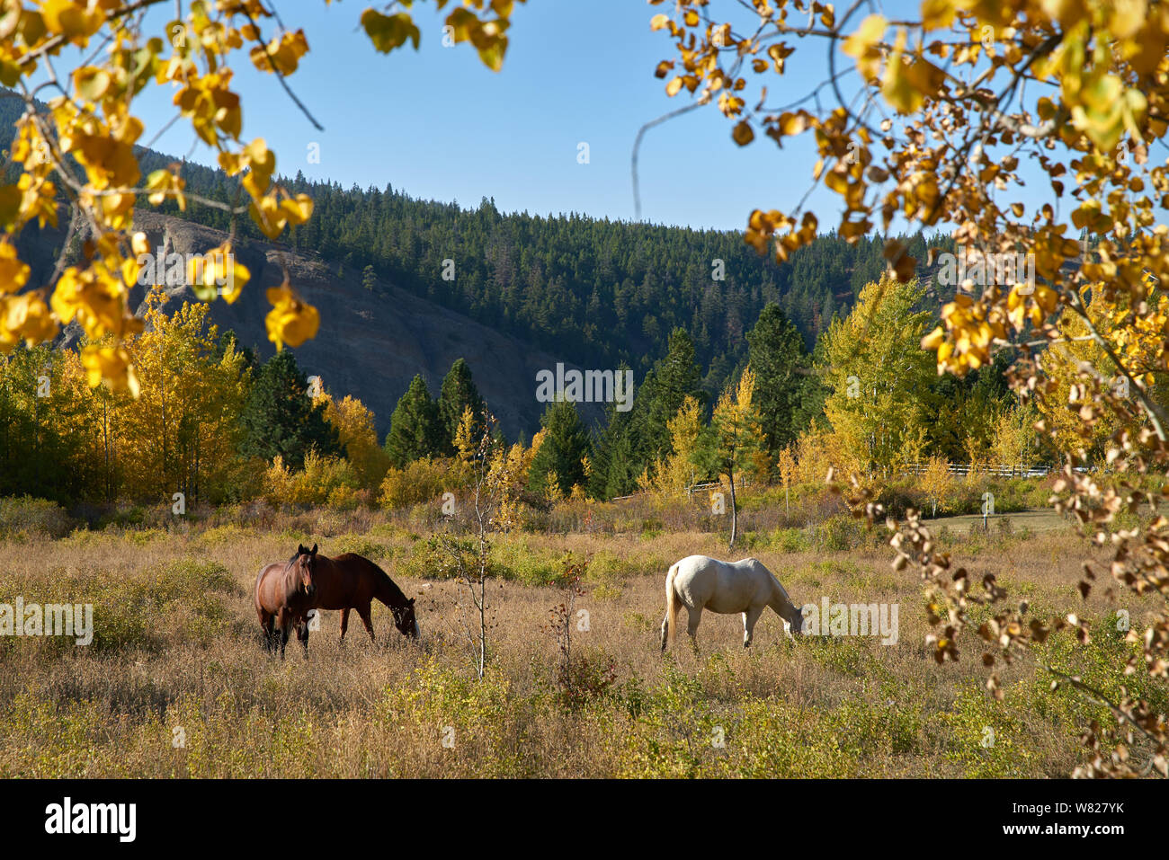 Cavalli al pascolo nella British Columbia. Cavallo al pascolo nella valle di Nicola della Columbia Britannica. Foto Stock