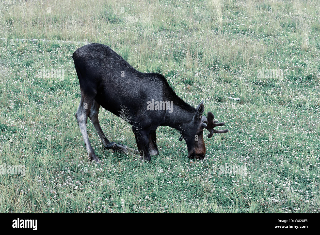 Giovani alci bull con corna di velluto in Anchorage in Alaska, Foto Stock