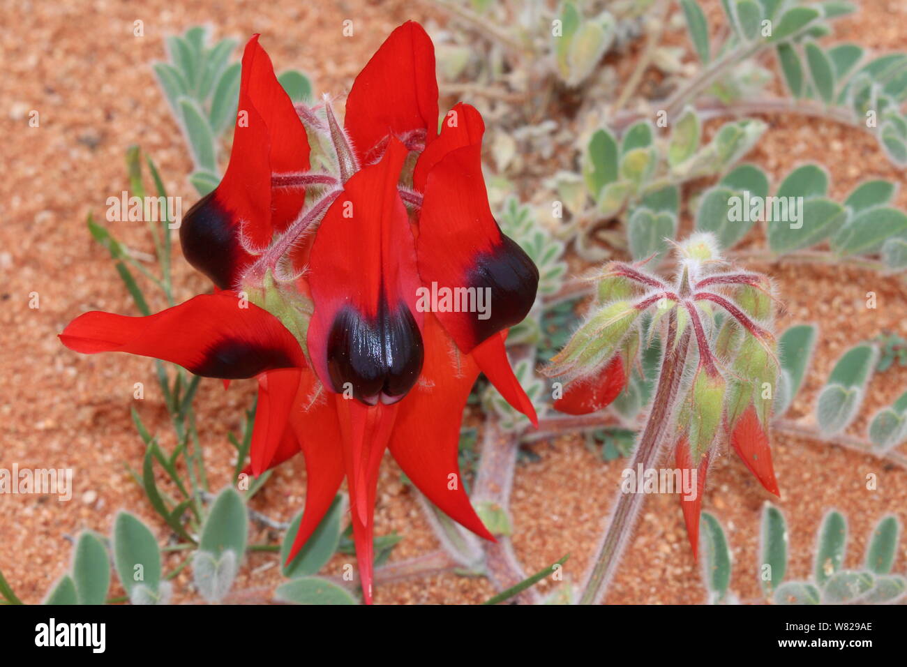 Sturt Desert Pea Millefiori australiano Foto Stock