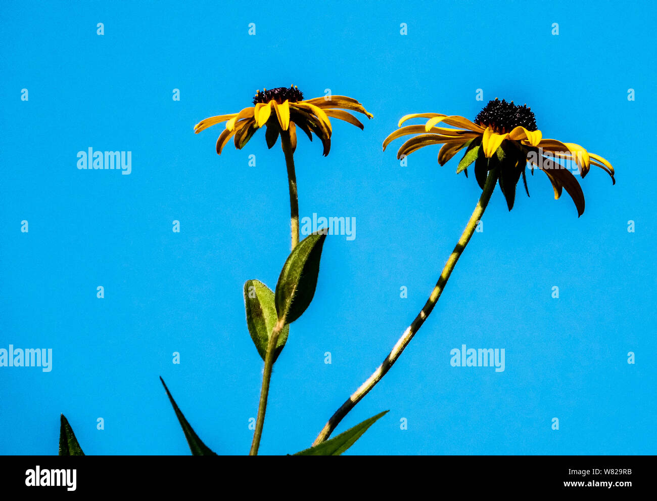Cresce nel cielo Foto Stock