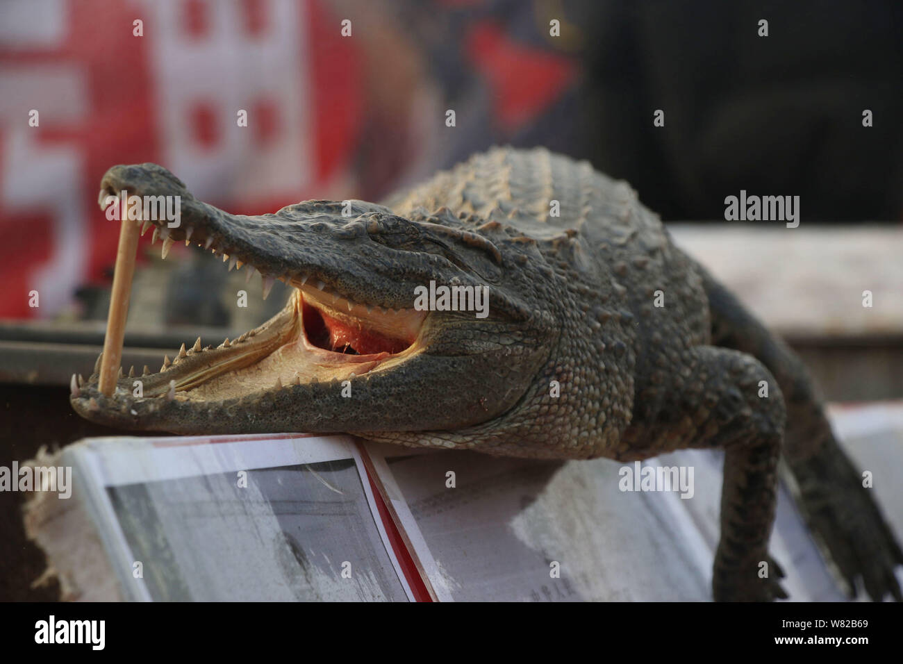 Un coccodrillo è in mostra presso il cibo bancarella vendendo grigliate di carne di coccodrillo a un tempio fair durante il nuovo anno lunare cinese, noto anche come molla Fe Foto Stock
