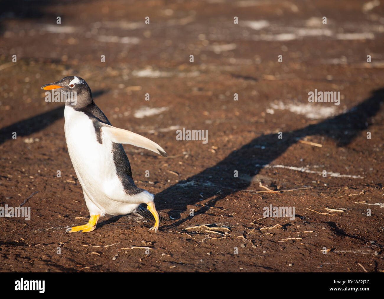 Pinguino gentoo in colonia su Sea Lion Island, Isole Falkland, con qualche seduta sulle uova Foto Stock