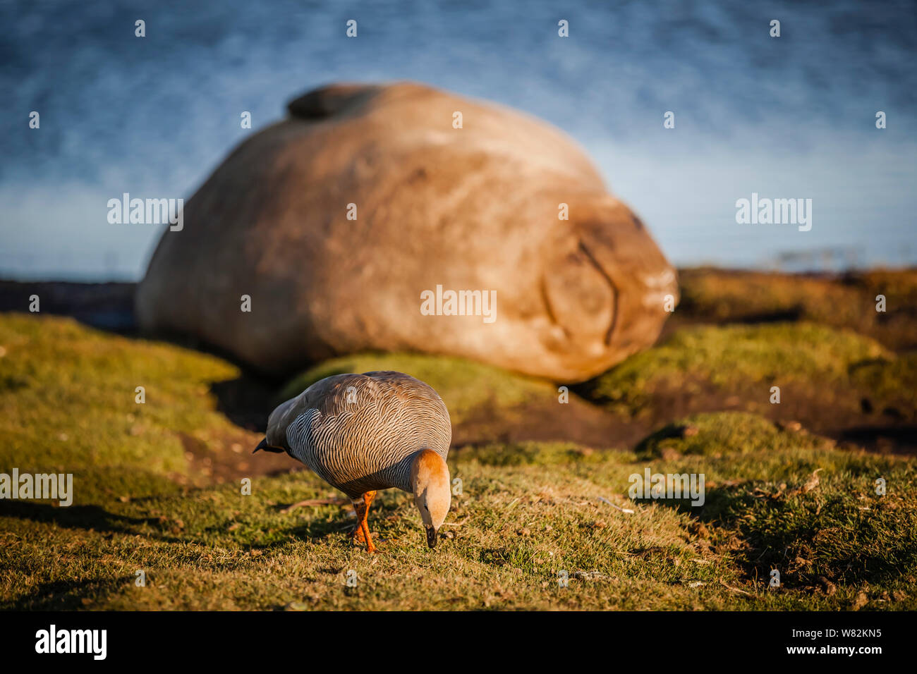 Guarnizione di elefante snoozing sull'erba al tramonto con un raro rubicondo capo-OCA in primo piano - on Sea Lion Island, Isole Falkland Foto Stock