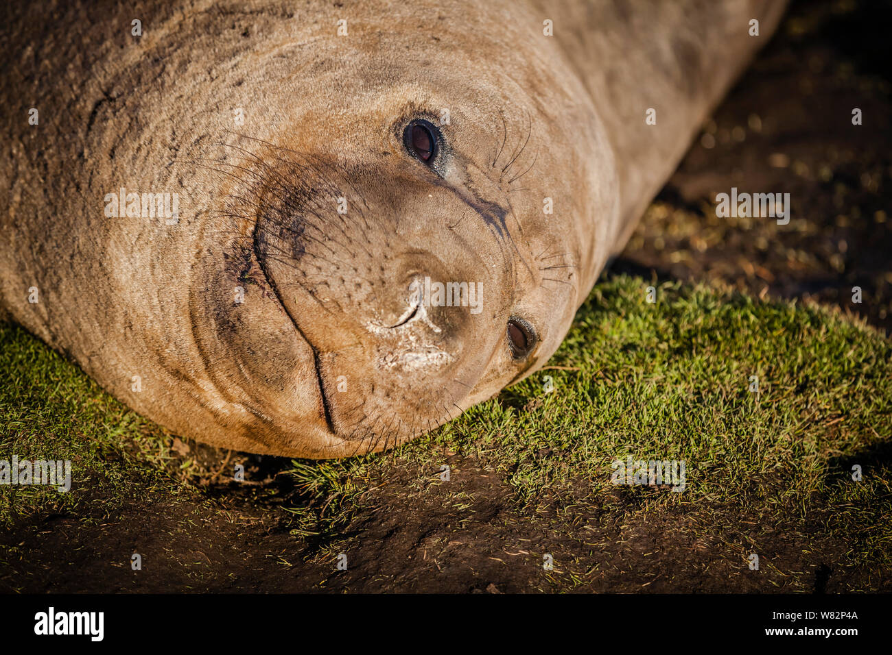 Guarnizione di elefante snoozing sull'erba al tramonto sul Sea Lion Island, Isole Falkland Foto Stock