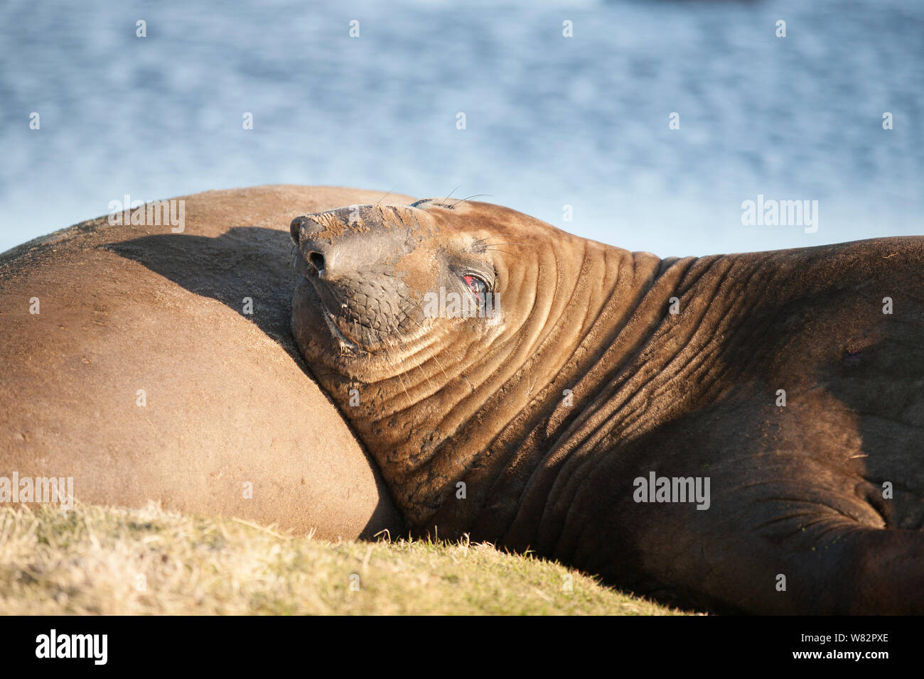Guarnizione di elefante snoozing sull'erba al tramonto sul Sea Lion Island, Isole Falkland Foto Stock