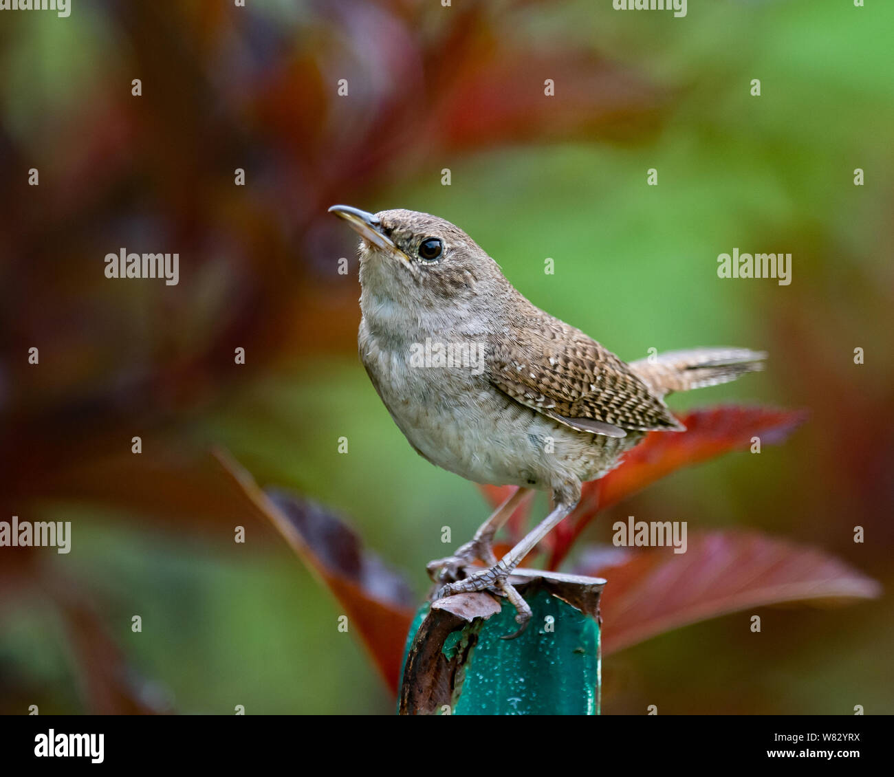Una casa wren, Troglodytes aedon, seduto su un palo da recinzione in giardino in speculatore, NY USA Foto Stock