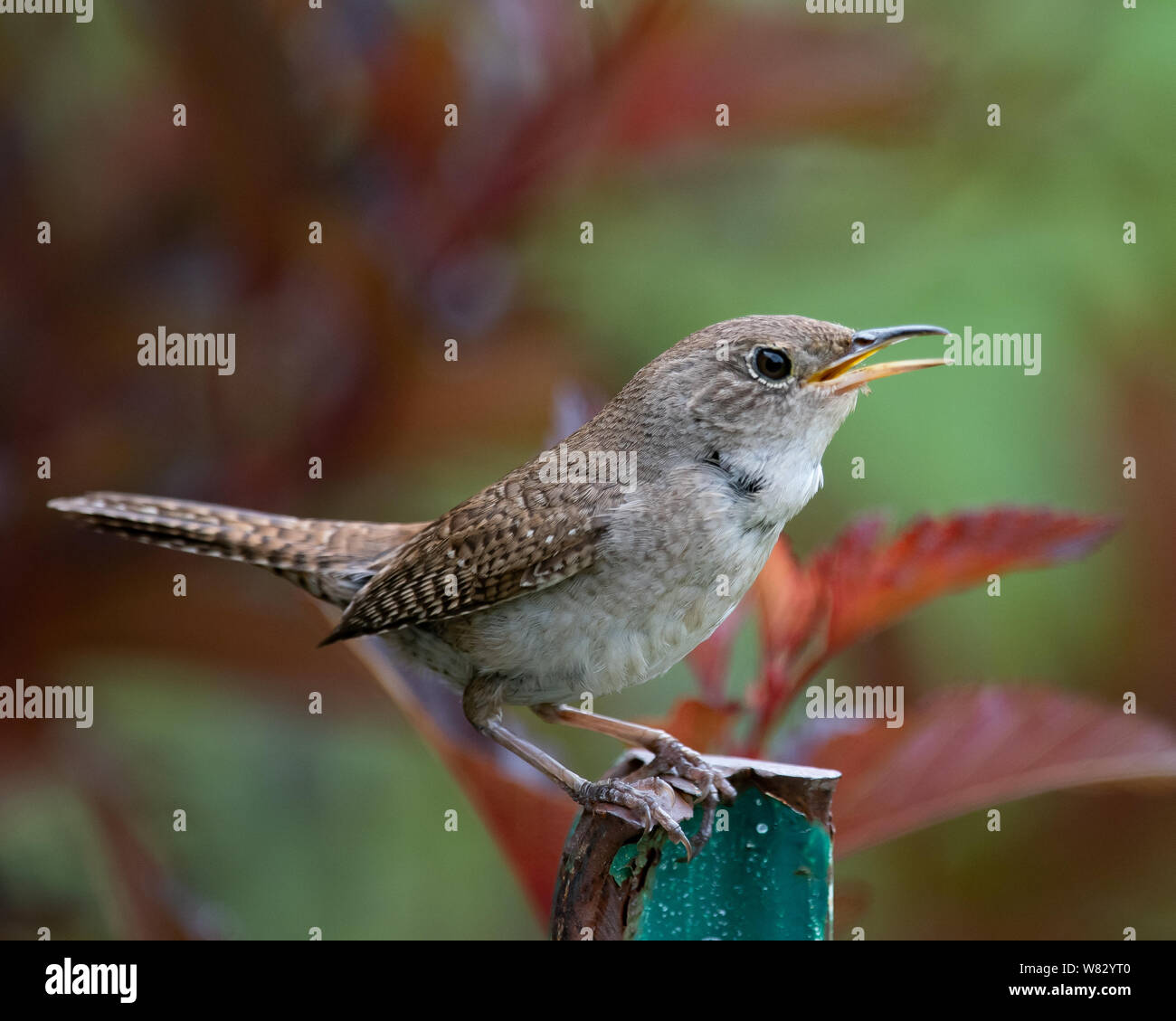 Una casa wren, Troglodytes aedon, seduto su un palo da recinzione e cantare nel giardino speculatore, NY USA Foto Stock