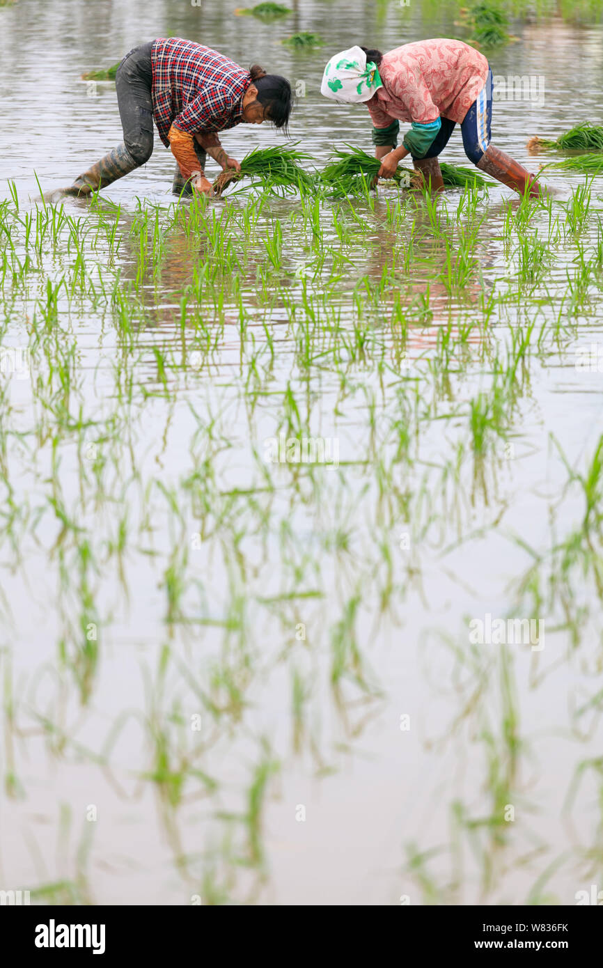 --FILE--degli agricoltori cinesi di trapianto di piantine di riso in un campo di riso in De' Un county, città Jiujiang, Cina orientale della provincia di Jiangxi, 26 giugno 2016. Cina Foto Stock