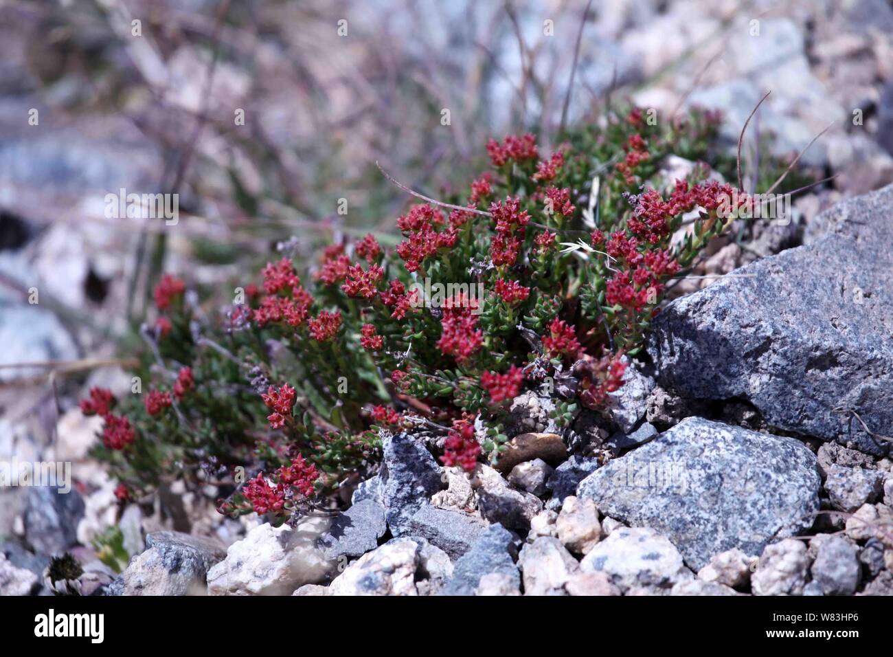 Vista di Rhodiola rosea (comunemente radice dorata, radice di rose, roseroot, western roseroot, la verga di Aronne, Arctic root, re la corona, lignum rodio, orpin ros Foto Stock