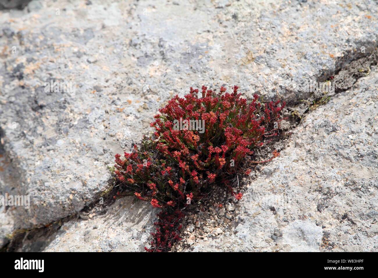 Vista di Rhodiola rosea (comunemente radice dorata, radice di rose, roseroot, western roseroot, la verga di Aronne, Arctic root, re la corona, lignum rodio, orpin ros Foto Stock