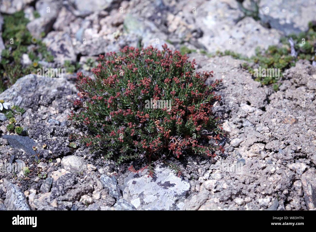 Vista di Rhodiola rosea (comunemente radice dorata, radice di rose, roseroot, western roseroot, la verga di Aronne, Arctic root, re la corona, lignum rodio, orpin ros Foto Stock