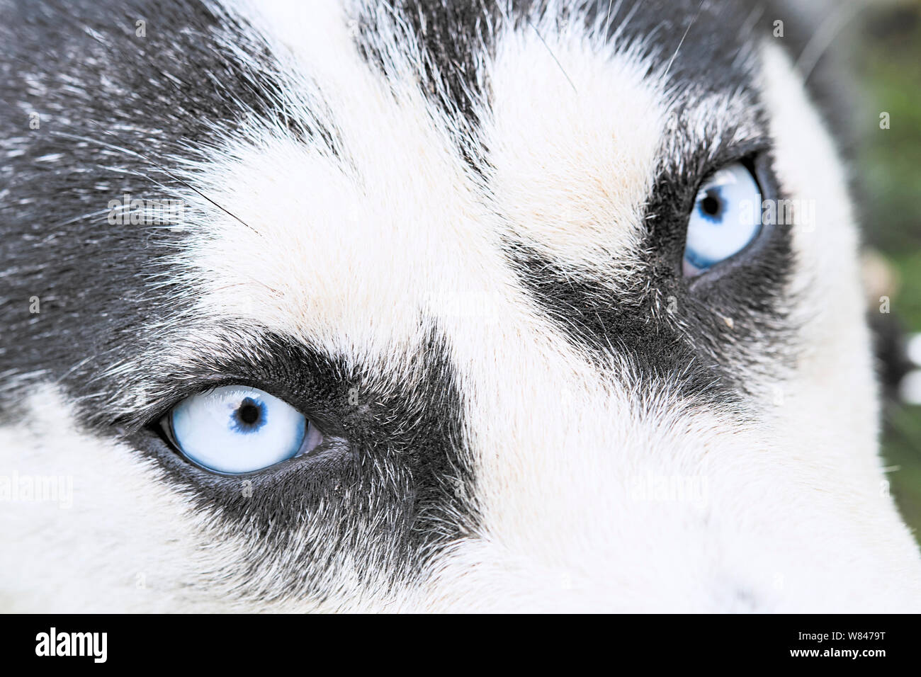 Close up su gli occhi blu di un cane husky Foto Stock