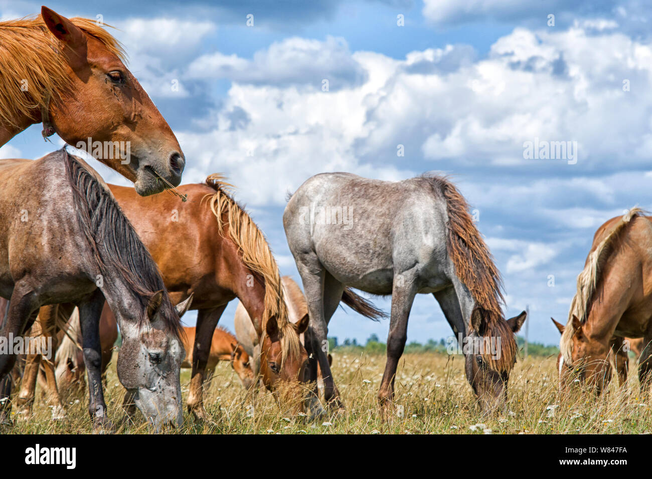 Brown mare e giovane puledro in un verde pascolo con un cielo blu e wispy nuvole bianche. Foto Stock