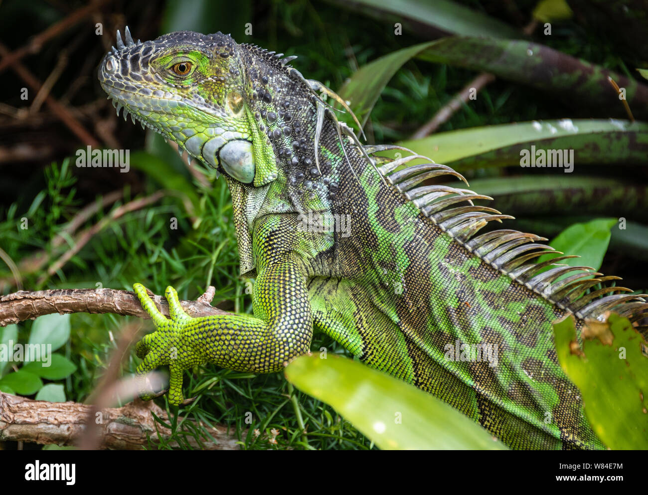 Close-up di un selvaggio iguana verde in un West Palm Beach, Florida zona residenziale. (USA) Foto Stock