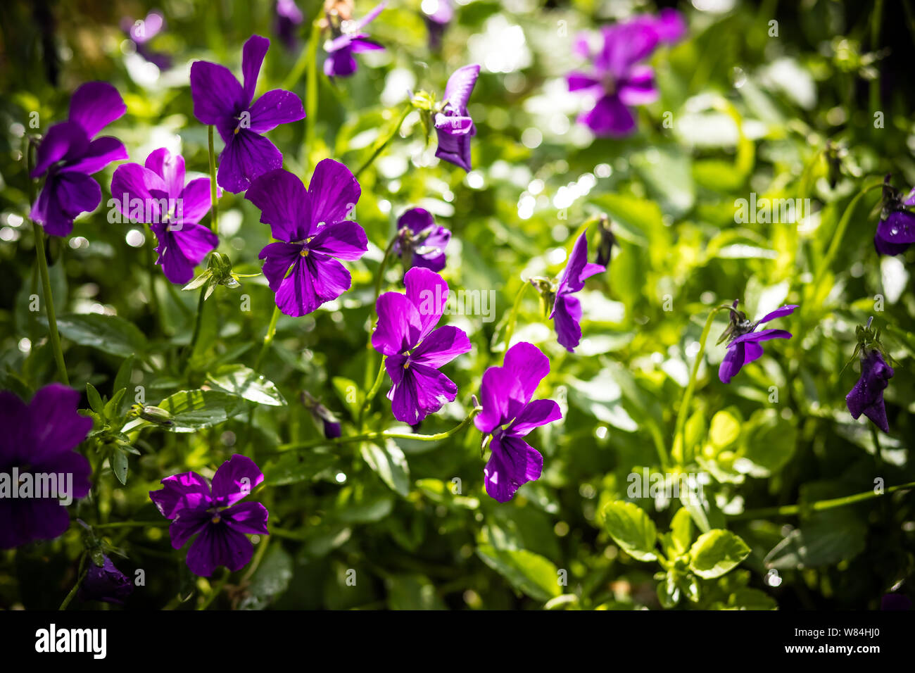 Giardino pansy con viola e petali di colore bianco. Pansy ibridi o viola tricolore pansy in aiuola. Viola pansy flower, close-up di viola tricolore in Foto Stock