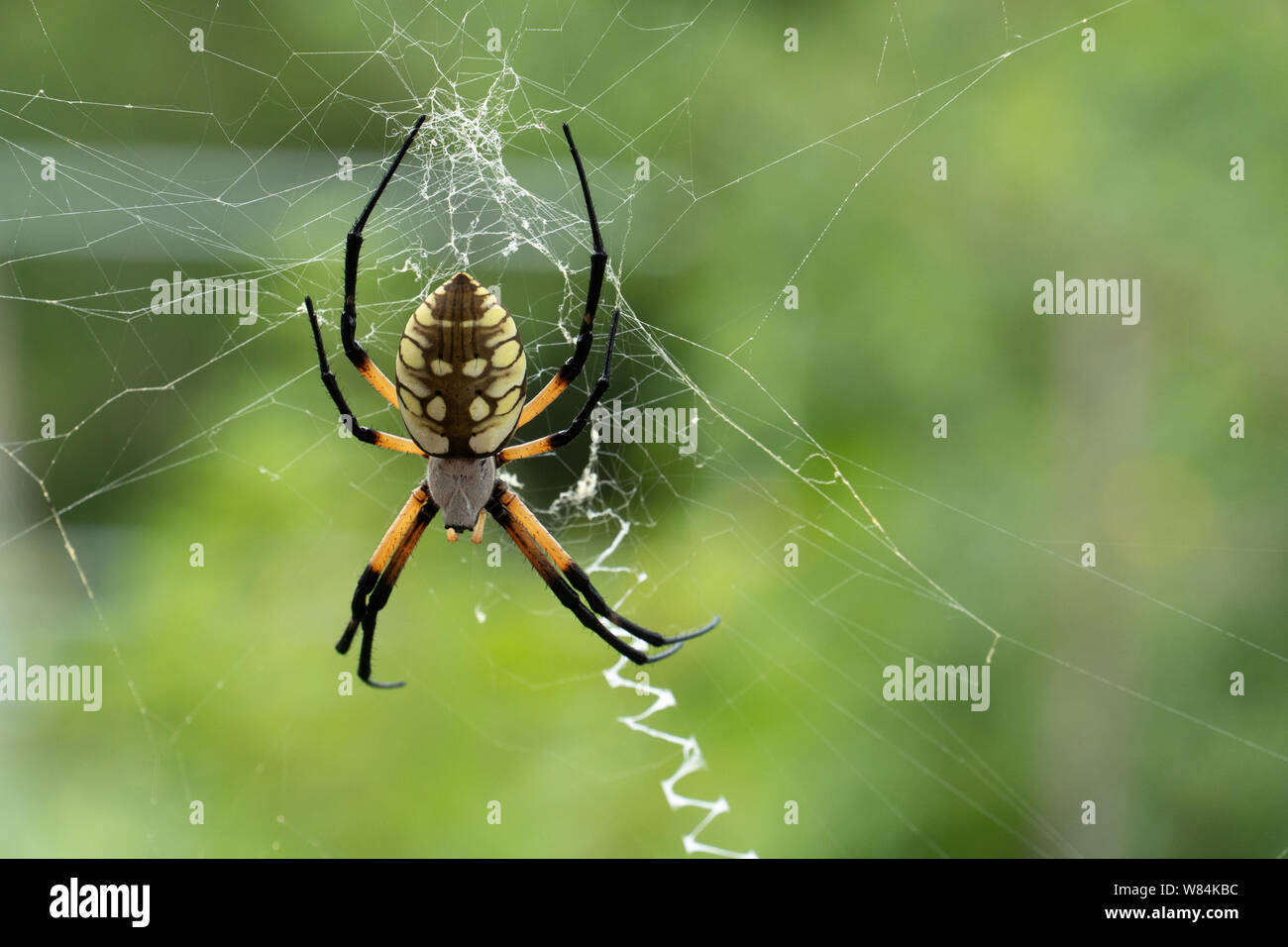 Seta dorata Orb-Weaver Spider nel suo web, Texas centrale, STATI UNITI D'AMERICA Foto Stock