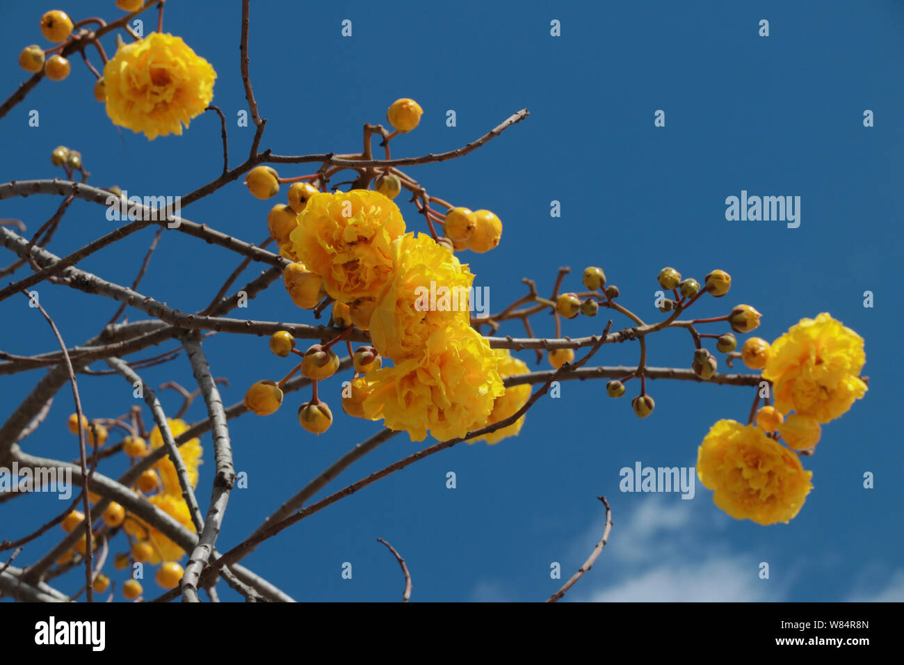 Giallo Fiori doppi sui rami dell'albero ant Tabebuia aurea contro il cielo blu. Belle piante di flowering di America latina, Cuba, Paraguay Foto Stock