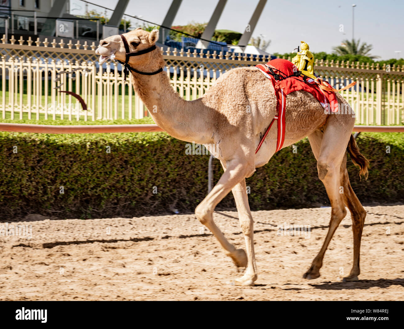 Dubai, UAE, Mar 21, 2018 - Camel corre sulla via di essere addestrati a gara con il piccolo robot fantino sul suo retro Foto Stock