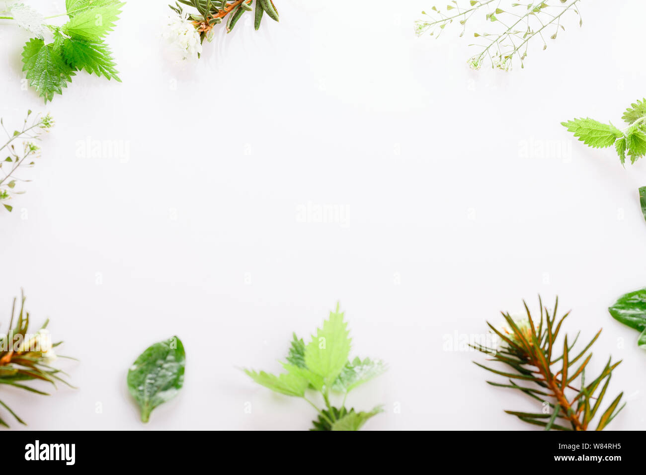 Erbe medicinali, Labrador Tea, rosmarino selvatico, Ortica, piantaggine, pastore la borsa su sfondo bianco Foto Stock