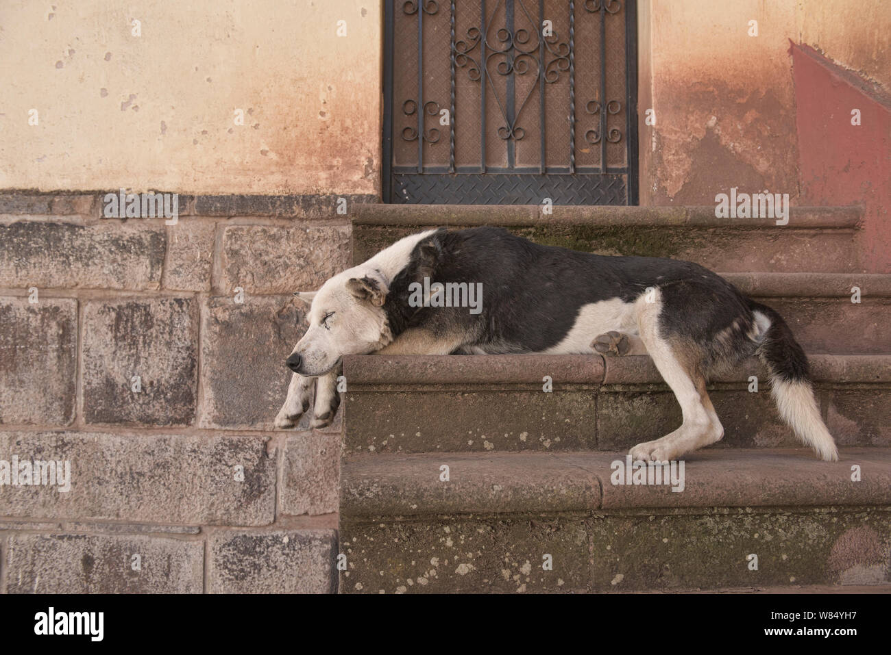 Cane giorno pomeriggio, Cusco, Perù Foto Stock
