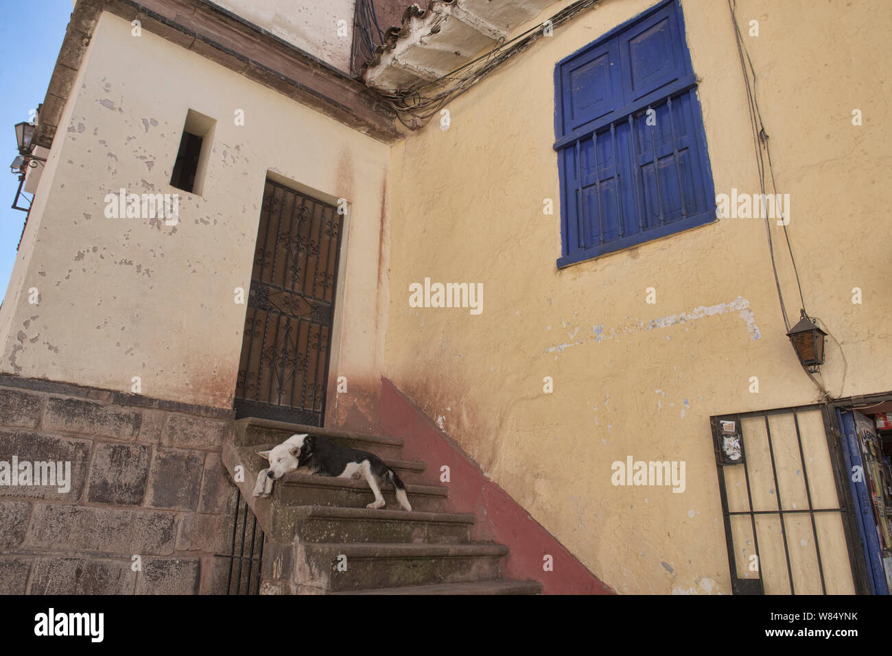 Cane giorno pomeriggio, Cusco, Perù Foto Stock