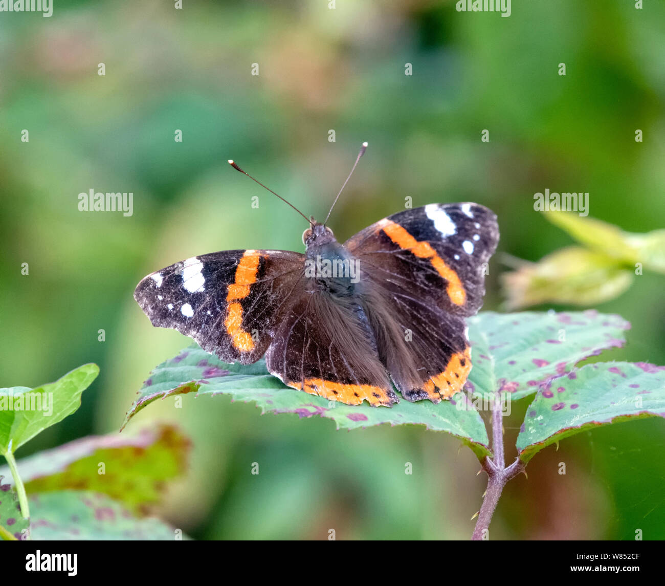 Un bel rosso Admiral butterfly (Vanessa Atalanta) appoggiato con alette aperte su un Rovo foglie Foto Stock