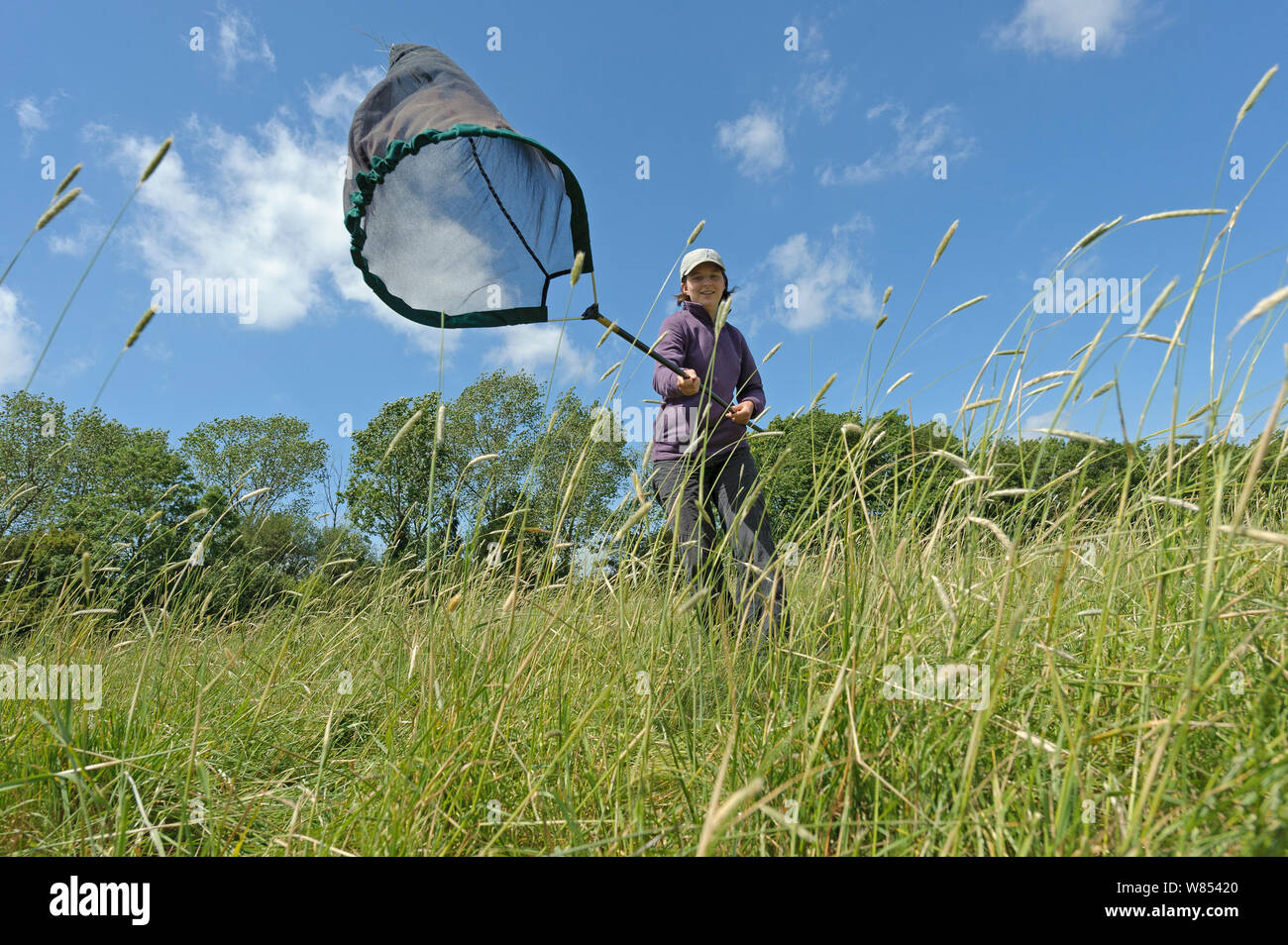 RSPB ricerca ecologista Chloe Hardman utilizzando sweep net al campione di popolazioni di invertebrati, RSPB speranza riserva fattoria, Cambridgeshire, England, Regno Unito, maggio. Modello rilasciato. 2020Vision Book piastra. Foto Stock