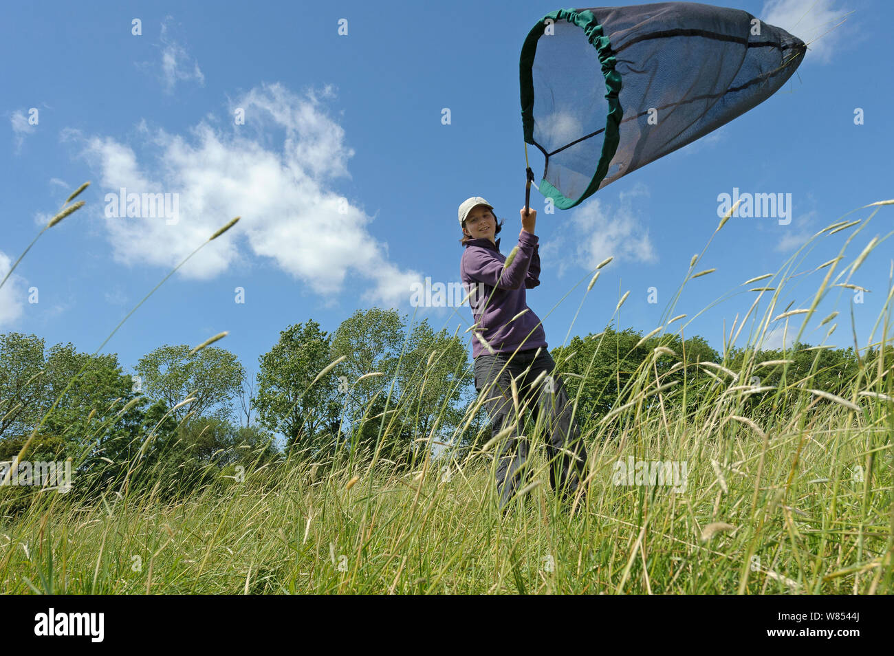 RSPB ricerca ecologista, Chloe Hardman, utilizzando sweep net al campione di popolazioni di invertebrati a Hope Farm, Cambridgeshire, Regno Unito, maggio 2011, modello rilasciato Foto Stock