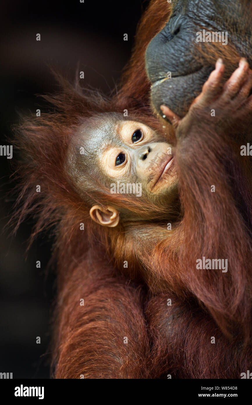 Bornean Orangutan (Pongo pygmaeus wurmbii) maschio baby "Thor", età 8-9 mesi con sua madre 'Tutut'. Camp Leakey, Tanjung messa National Park, Kalimantan centrale, Borneo, Indonesia. Giugno 2010. Riabilitate e rilasciate (o discendere da) tra 1971 e 1995. Foto Stock