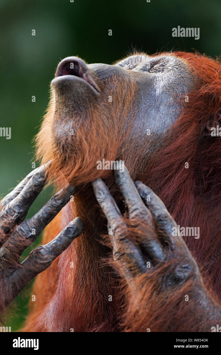 Bornean Orangutan (Pongo pygmaeus wurmbii) femmina 'Tutut' graffiare la gola. Camp Leakey, Tanjung messa National Park, Kalimantan centrale, Borneo, Indonesia. Luglio 2010. Riabilitate e rilasciate (o discendere da) tra 1971 e 1995. Foto Stock