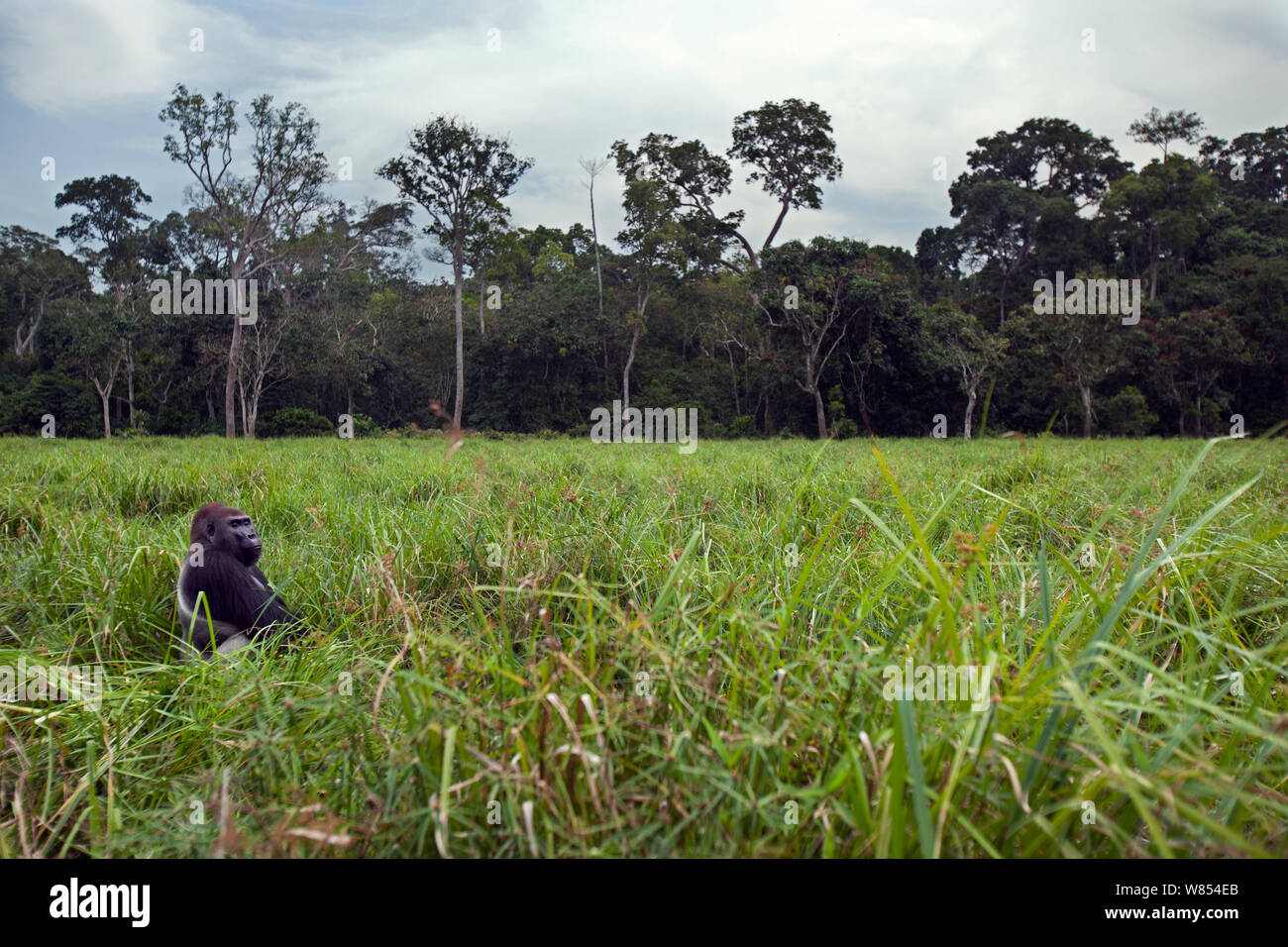 Pianura occidentale (gorilla Gorilla gorilla gorilla)maschio dominante silverback 'Makumba' invecchiato 32 anni forgaing, Bai Hokou, Dzanga Sangha densa speciale riserva forestale, Repubblica Centrafricana, Dicembre 2011 Foto Stock