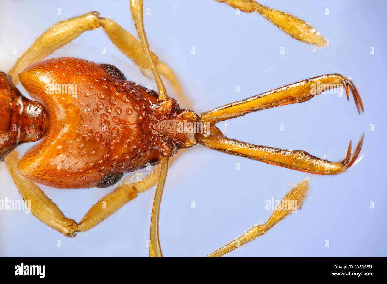 In prossimità della testa ant (Acanthognathus brevicornis) mostra mandibole utilizzata per colpire la preda, da Rio Grande do Sul, Brasile. Esemplare fotografato utilizzando digitale di impilamento di messa a fuoco Foto Stock