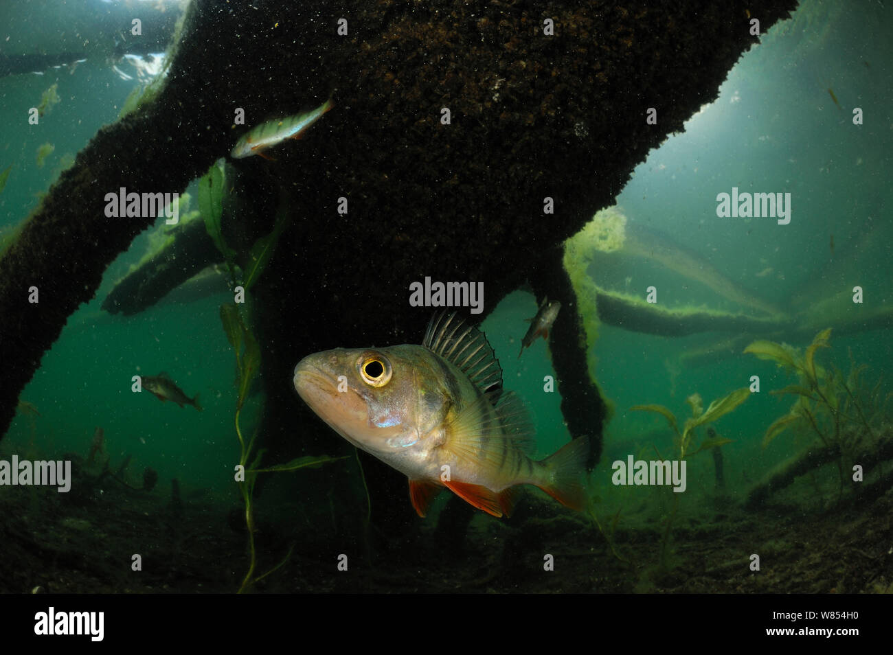 Pesce persico (Perca fluviatilis) Lago Stechlin, Germania | Foto Stock