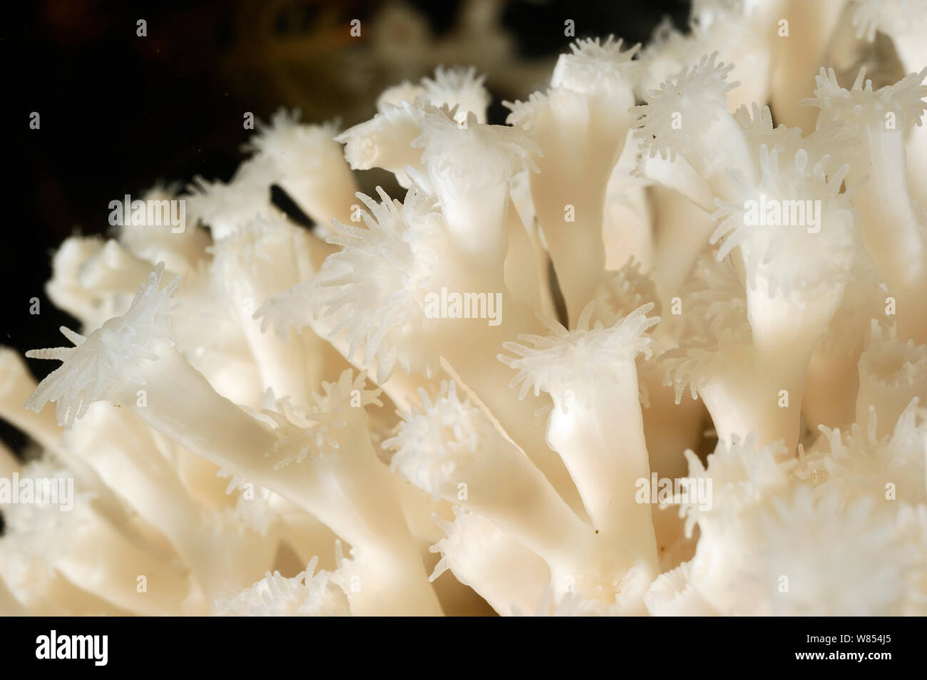 (Lophelia Lophelia pertusa) il più diffuso reef-FRAMEWORK-formando acqua fredda-coral che può formare massiccia di deep sea Coral Reef, da Trondheimfjord, Oceano Atlantico settentrionale, Norvegia. Condizioni controllate. Foto scattata in cooperazione con GEOMAR coldwater coral progetto di ricerca Foto Stock