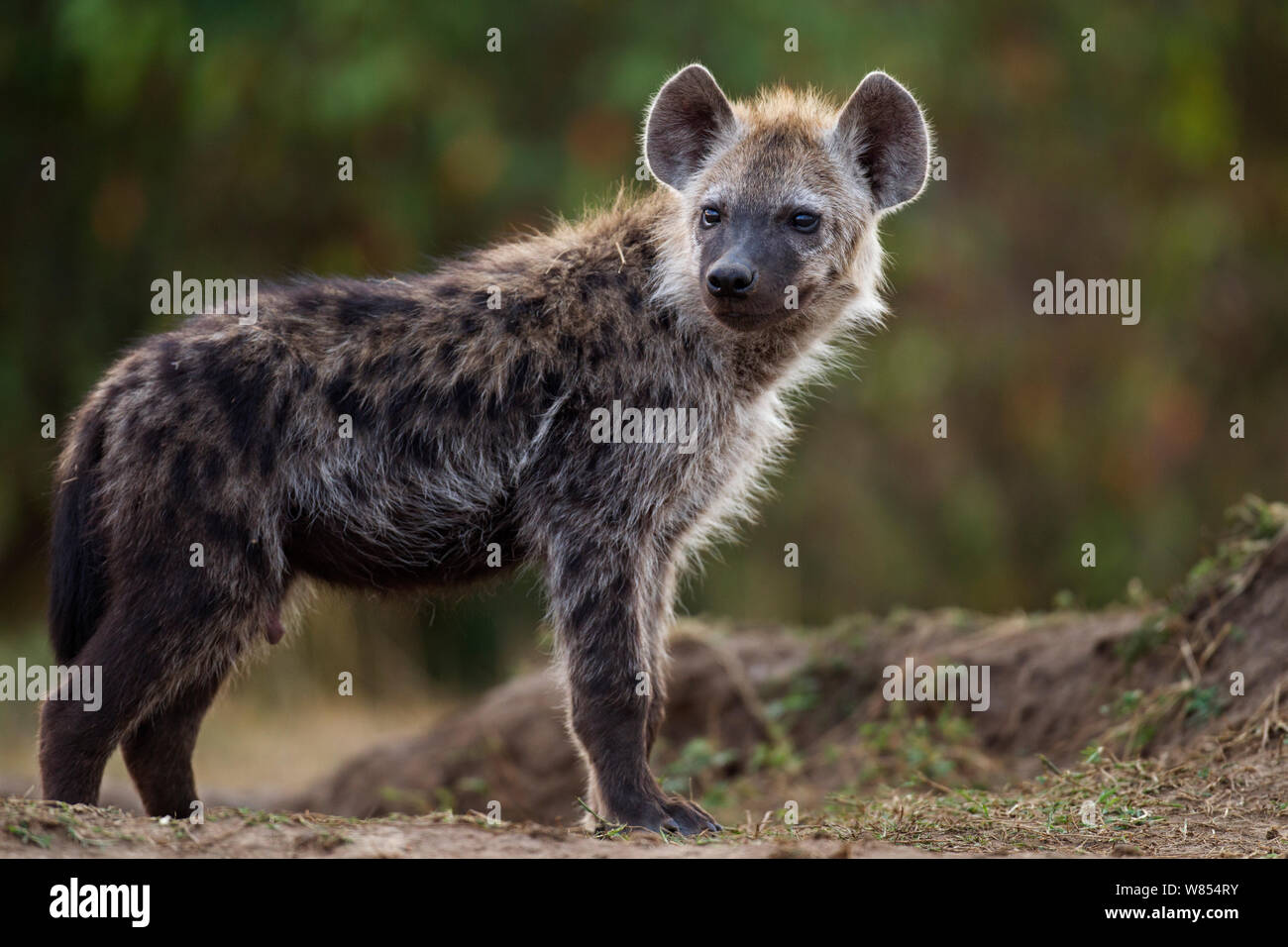 Spotted hyaena (Crocuta crocuta) cucciolo di età compresa tra 9-12 mesi, il Masai Mara riserva nazionale, Kenya, Agosto Foto Stock