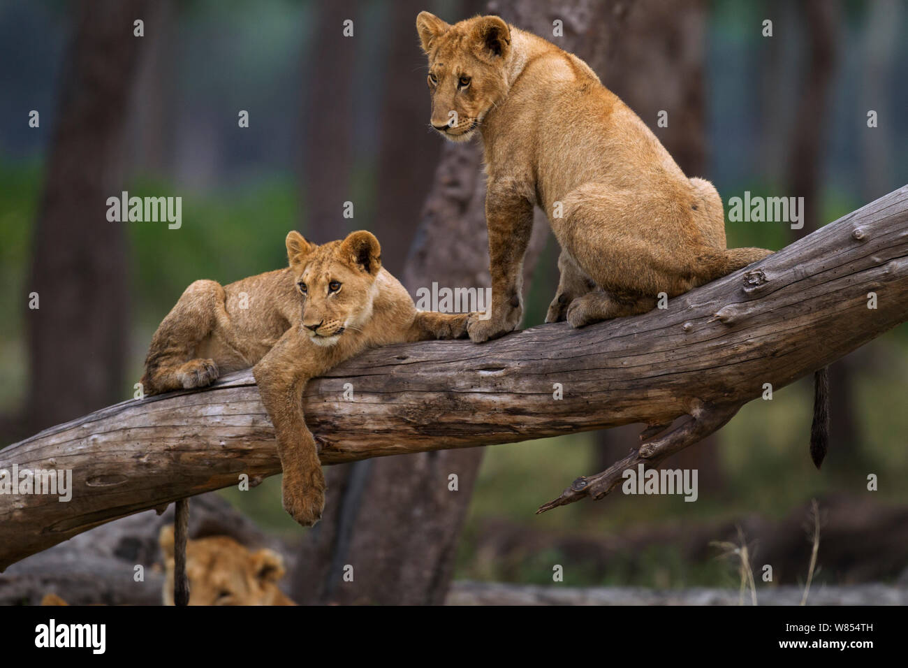 Lion cubs (Panthera leo) di età compresa tra i 18-24 mesi giocando su un albero caduto, il Masai Mara riserva nazionale, Kenya, Agosto Foto Stock