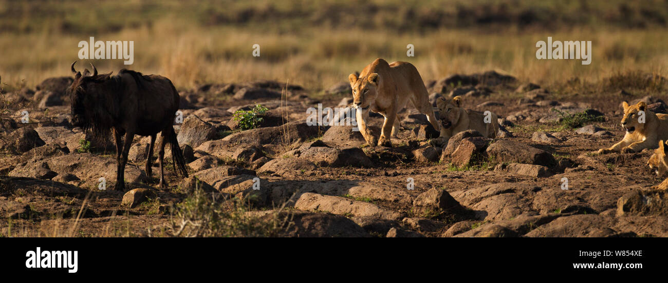 Bianco orientale barbuto Gnu (Connochaetes taurinus) essendo attaccato da orgoglio dei leoni africani (Panthera leo) Masai Mara riserva nazionale, Kenya, Settembre, sequenza 7/12 Foto Stock