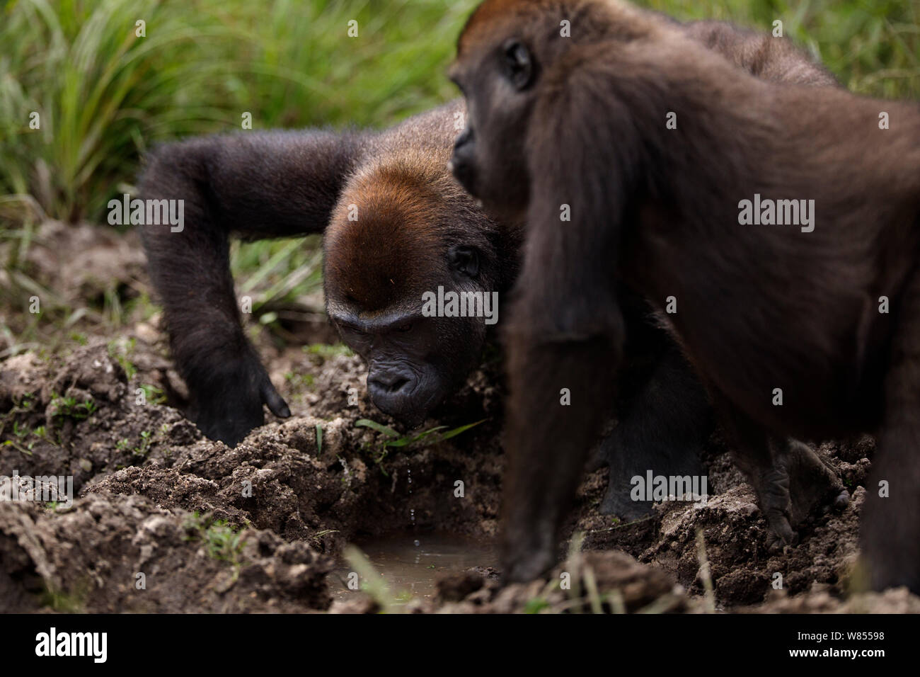 Pianura occidentale (gorilla Gorilla gorilla gorilla) sub-femmina adulta 'Mosoko' di età compresa tra i 8 anni e i capretti maschio 'Mobangi' dai 5 anni bere da una piscina sporca di acqua in Bai Hokou, Dzanga Sangha densa speciale riserva forestale, Repubblica Centrafricana. Dicembre 2011. Foto Stock